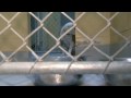 OETA Story on Tulsa Animal Shelter cutbacks aired on 06/02/09 OETA Story on Tulsa Animal Shelter cutbacks aired on 06/02/09