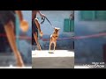 🔥kombai dog mass jumping video,🔥