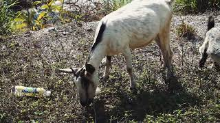 goats eat grass in a clearing asia by TMA WORLD No views 1 month ago 5 seconds