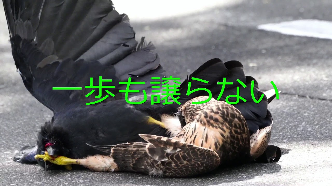 ゴリラカラス動画の動画 画像 動画検索 マイルドサイト