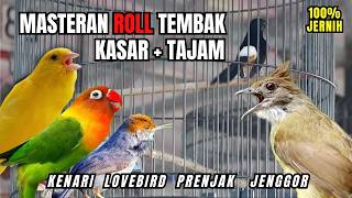 Masteran Murai Batu R0LL Tembak Kasar Isian Cucak Jenggot, Kenari, Prenjak, Lovebird
