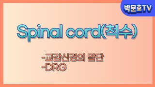 Spinal cord(척수)-교감신경의 말단-DRG