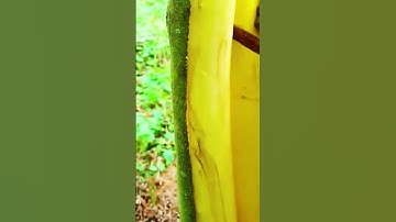 cool technique for peeling tree bark #shorts