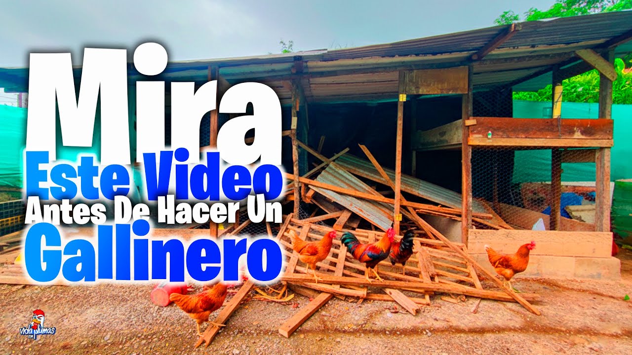 Debes Ver Este Video Antes de Hacer un Gallinero 🐔 Mi gallinero después de 4 AÑOS