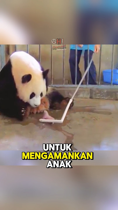 Ibu panda ini ga sadar kalau dia ngelahirin anak kembar🫣