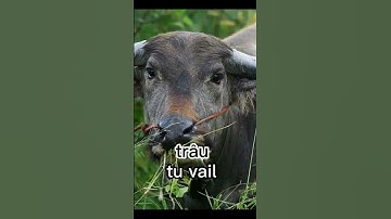 Dạy học tiếng nùng núng  kênh hà Giang ctđk nhớ ủng hộ nhé