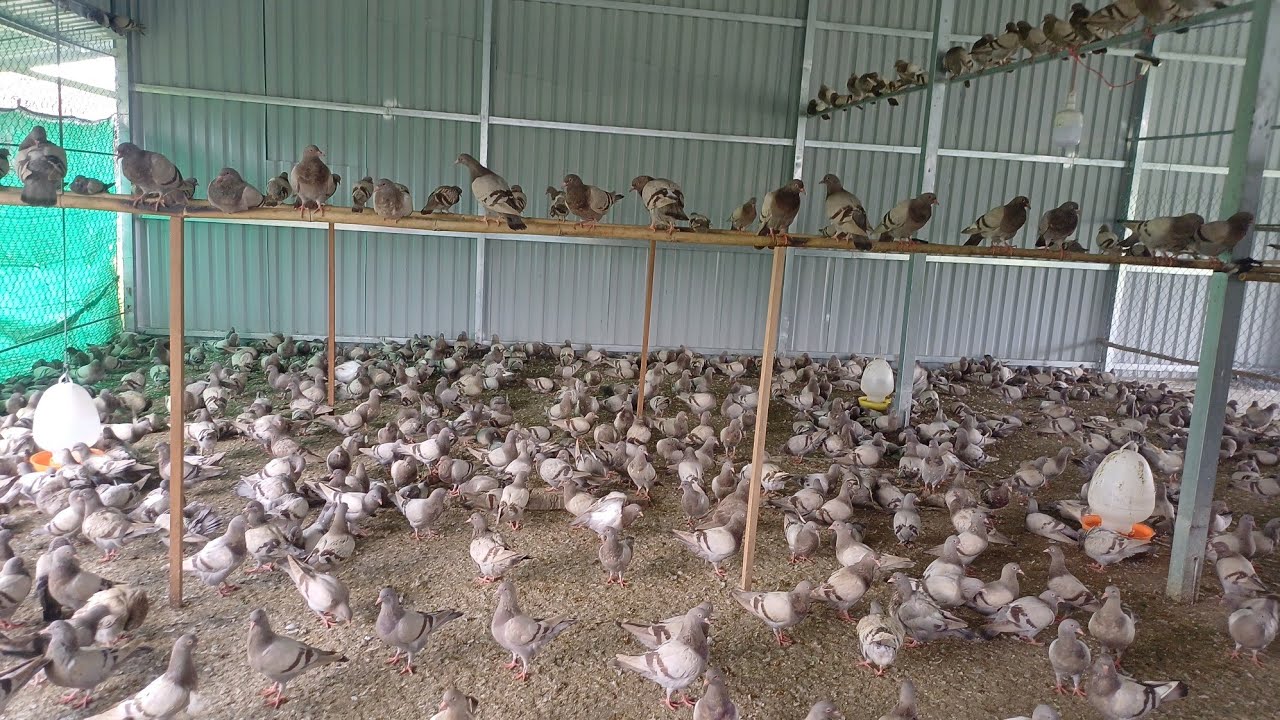 xuất cả 1000 con chim thịt qua Campuchia đầu ra chim bồ câu titan thái quá tuyệt vời.0978455670!