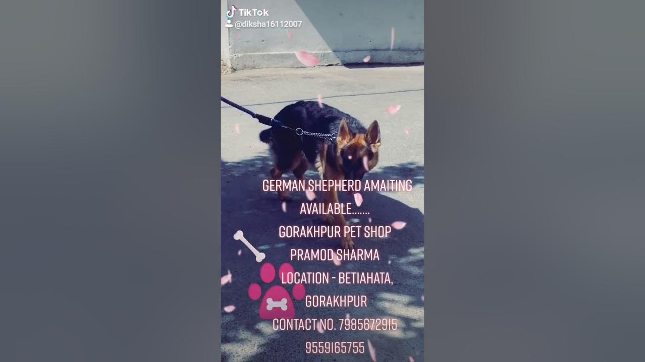 GORAKHPUR PET SHOP Metting info. YouTube