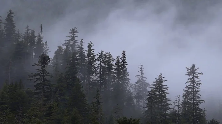 Shade of the Trees