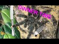 Avicularia Metallica Feeding/Pink Toe Tarantula Dinner Time