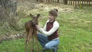 видео: Лосенок картинка: Лосенок