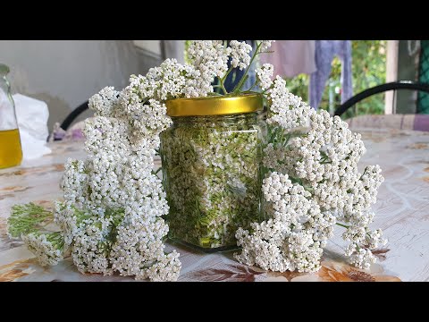 Video: Rritja e Bimës së Yarrow: Si të Rritet Yarrow