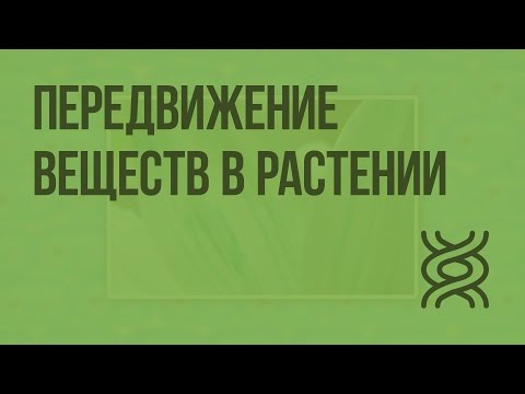 Передвижение воды и питательных веществ в растении. Видеоурок по биологии 6 класс