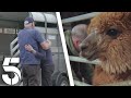 Tough Times Saying Goodbye | Friday On The Farm | Channel 5
