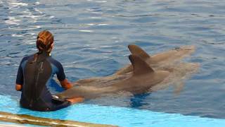 Тренировка с дельфинами