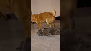 #shorts #short #shortvideo #shortsvideo #dog #dogs #funny #funnyvideo #whatsappstatus #trending