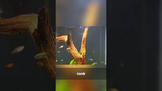 Aquascaping Secrets: Avoid Fish Habits Mistakes!