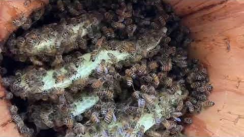 Natural form of comb and bees in a log hive; with associated biome