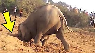Эта Самка Слона Копала Яму 11 Часов, Вот Почему Эта Самка Слона Копала Яму 11 Часов, Вот Почему