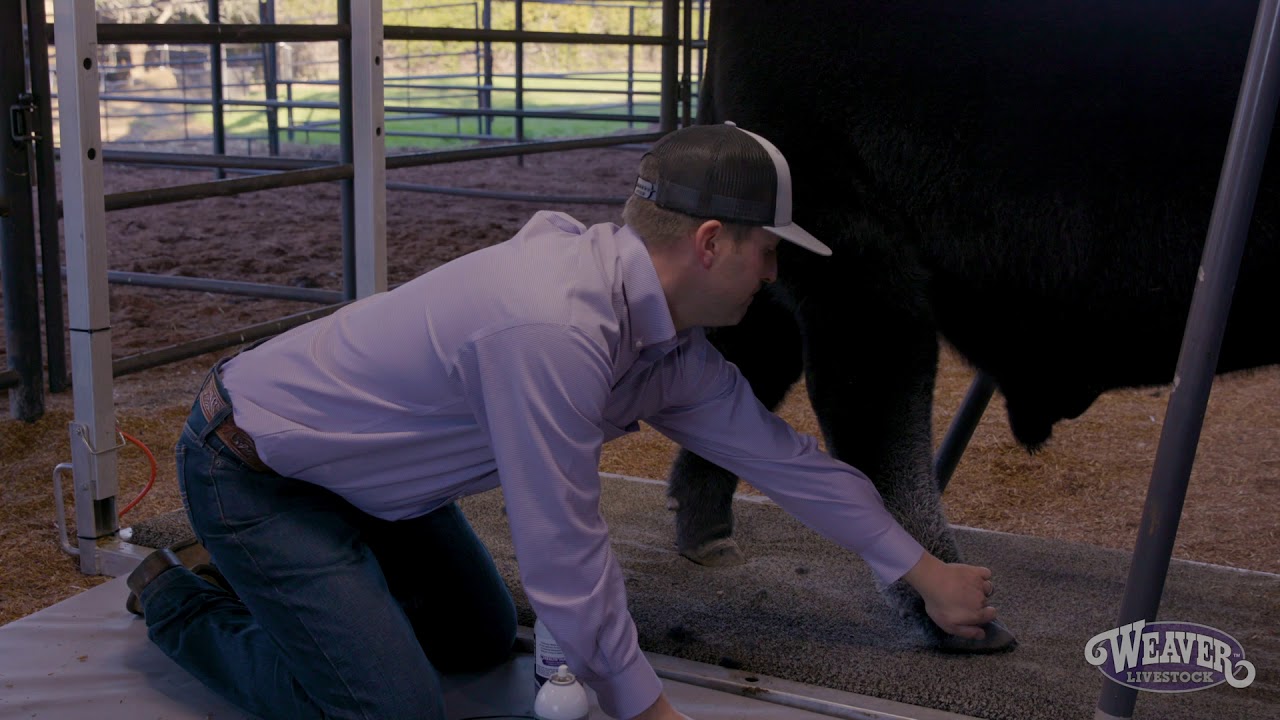 Building Legs on Your Show Calf - Weaver