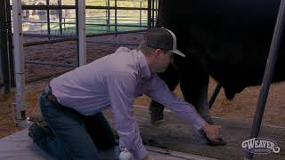 Building Legs on Your Show Calf