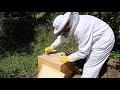 Bee Hive 1 - Inspection #1 - 25th May. Swarm caught using a 5 frame bait hive on May 17th.