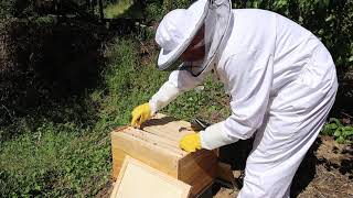 Bee Hive 1 - Inspection #1 - 25th May. Swarm caught using a 5 frame bait hive on May 17th.