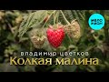 Владимир Цветков – Колкая Малина (Альбом 2024)