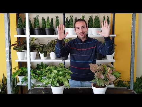 Video: Cuidando las plantas de punta de flecha