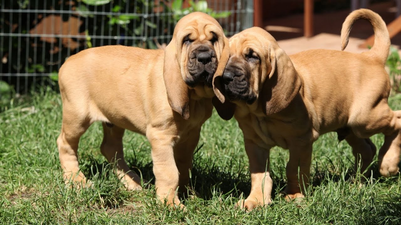 How to Train a Bloodhound - A Step-by-Step Guide