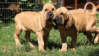 How To Train A Bloodhound  A Stepbystep Guide