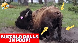 Buffalo Rolls In Its Own Poop