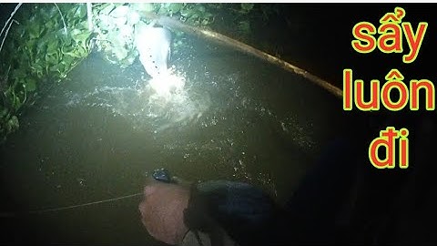 Thả Câu Cá Thác Lác Sông Ngan Dừa Bạc Liêu Lần Thứ Ba/