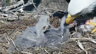 Decorah Eagles, Good Feeding For Eaglets(Squirrel) 4/17/18