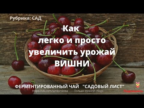 Вишня мало плодоносит. Как увеличить урожай вишни