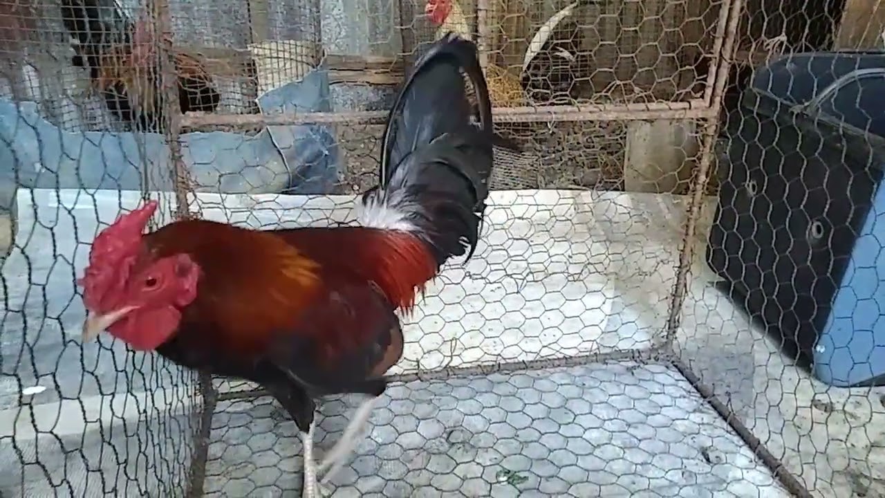 3 hermoso pollo dé nuestra gallería , amor por los gallos finos.