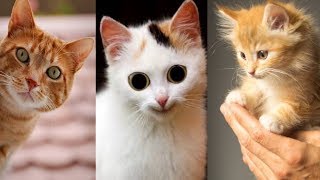Si Meong Kucing Lucu Funny Cats Compilation - Lagu Anak Indonesia