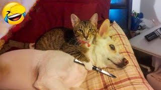 Funniest Animals 😄 New Funny Cats and Dogs Videos 😹🐶 2024 Part 50