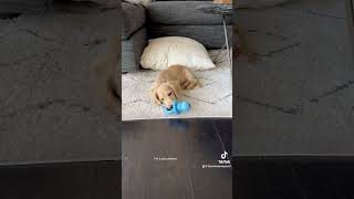 BBF (big binkie fan) #dachshundpuppy #puppy #puppytoys #puppytraining #fyp #viral