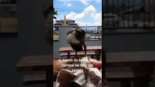 Meu amigo Zé Carioca