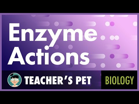 Enzyme Actions Instructional Video Enzyme Actions Instructional Video