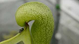 Fly walks into the head of a Cobra Lily (Carnivorous Plant)