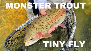 MONSTER TROUT on a TINY FLY (History of the Mysis Shrimp & Tying the Corpse Mysis. screenshot 2