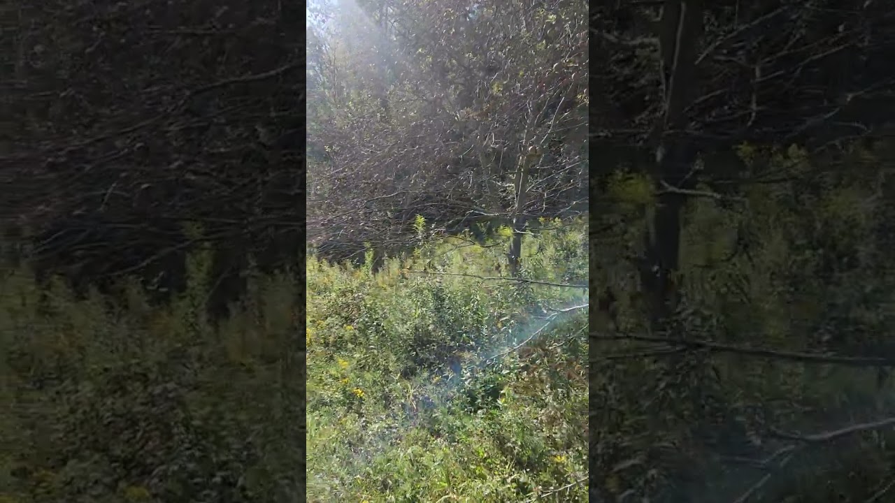 Wild apples are a great find