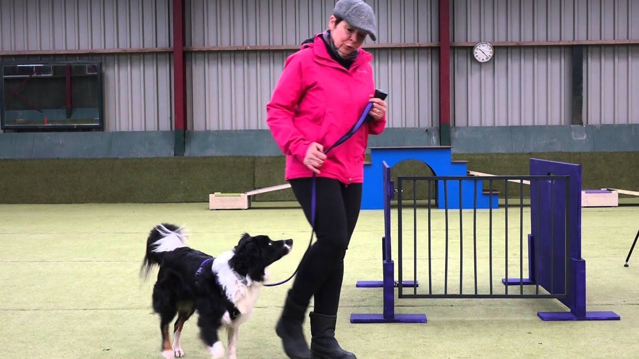 Hoe leer je jouw hond de verbale vrij aan?