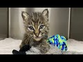 Baby Bobcat Arrives In Critical Condition