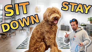 How to Teach Your Dog Basic Commands Inside