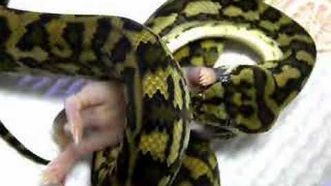 Morelia Spilota Mcdowelli - Coastal Carpet Python