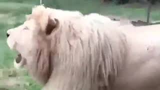 Download Lagu Singa lucu mengcapkan saur-saur MP3