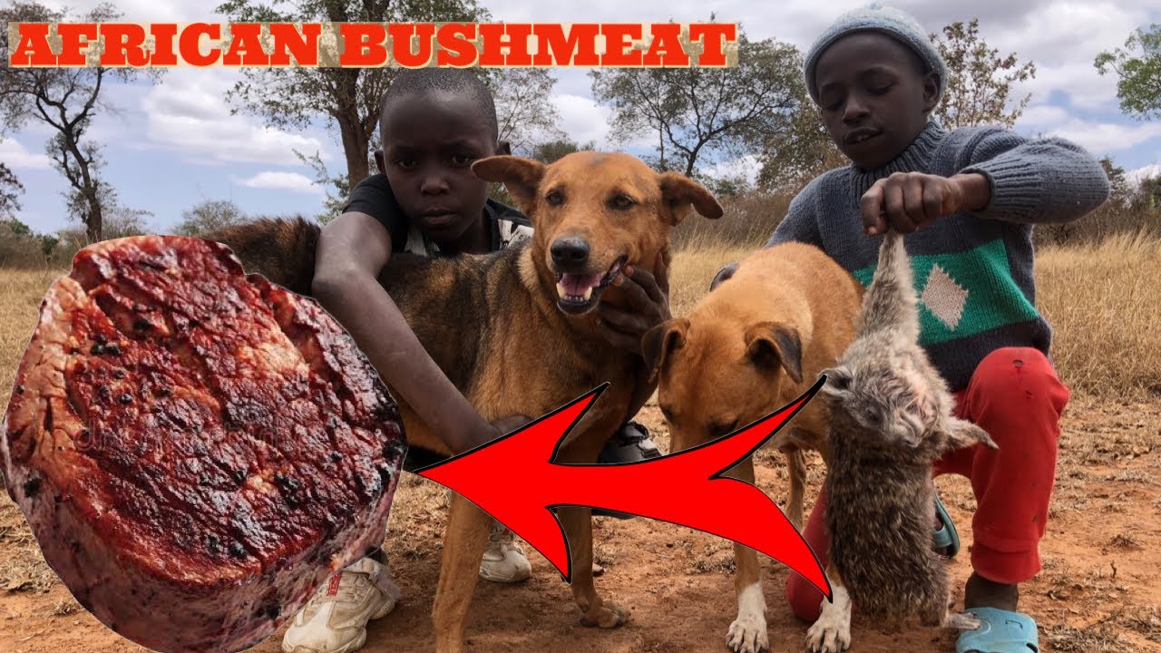 How To Hunt And Cook Bushmeat Cooking And Eating Wild Animals how-to-hunt-and-cook-bushmeat-cooking-and-eating-wild-animals